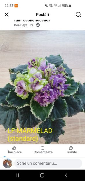 LF-MarmeladScreenshot_20250717_225218_Facebook - Violete de colecție