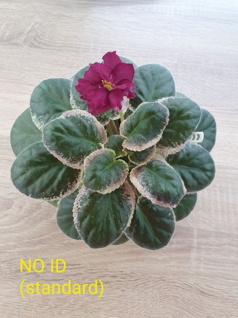  - Violete de colecție