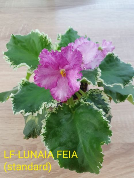 LF-Lunaia Feia - Violete de colecție