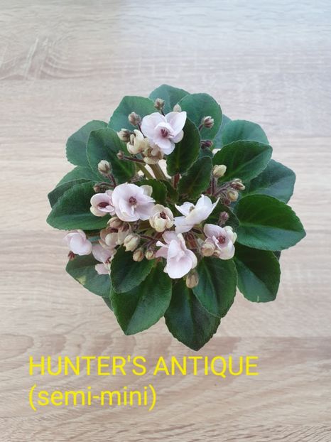 Hunter's Antique - Violete de colecție