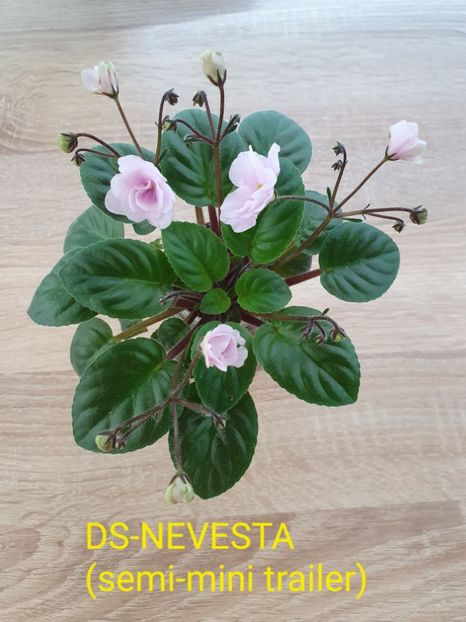 DS-Nevesta - Violete de colecție