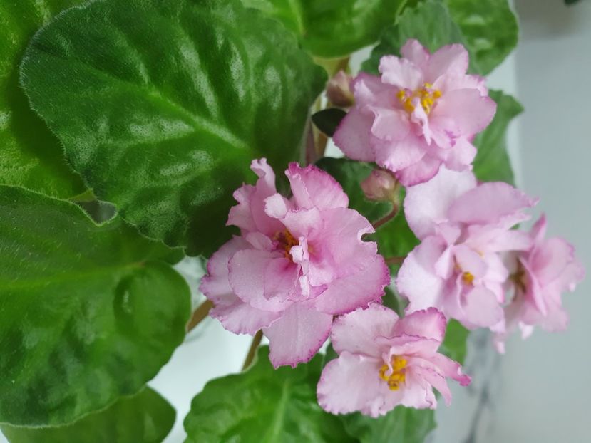  - Violete de colecție