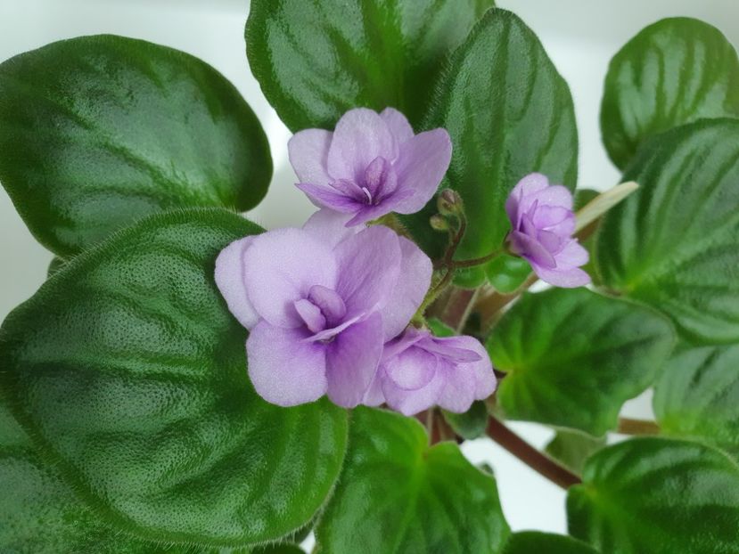 NO ID - Violete de colecție