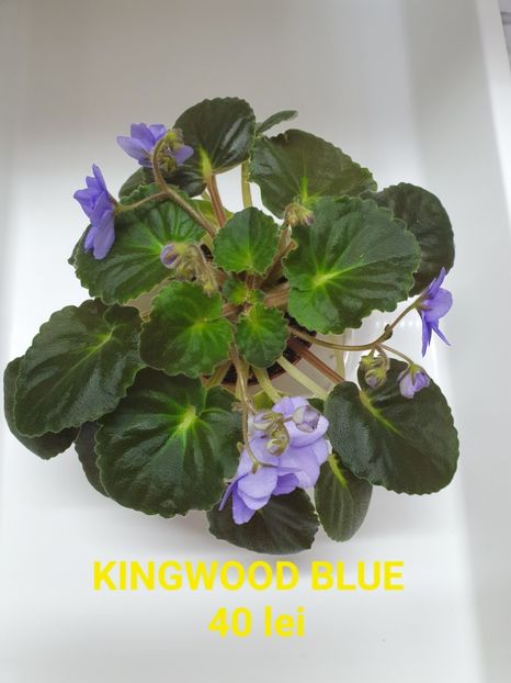 Kingwood Blue - Violete de colecție