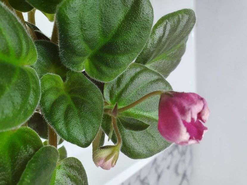 KRASNYJ TYULPAN - Violete de colecție