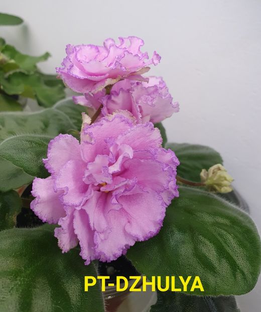 PT-DZHULYA - Violete de colecție