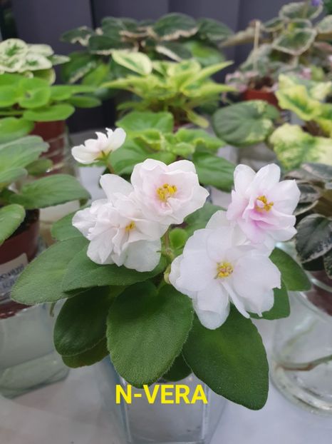 N-VERA - Violete de colecție