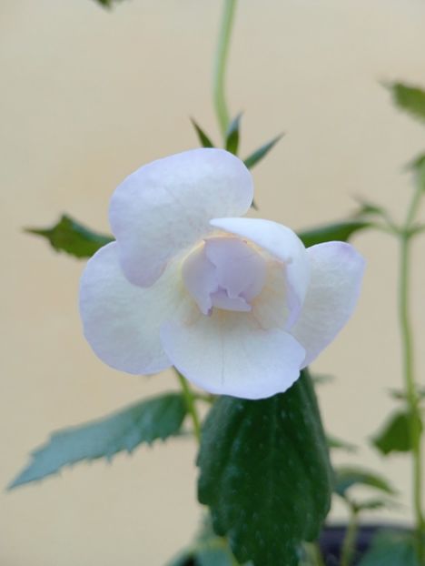 Lavender Bliss - - - - 2025