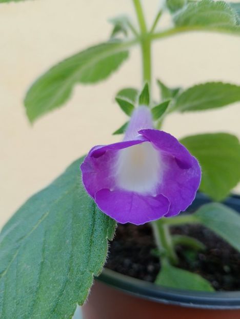 Mexicana - - - - 2025