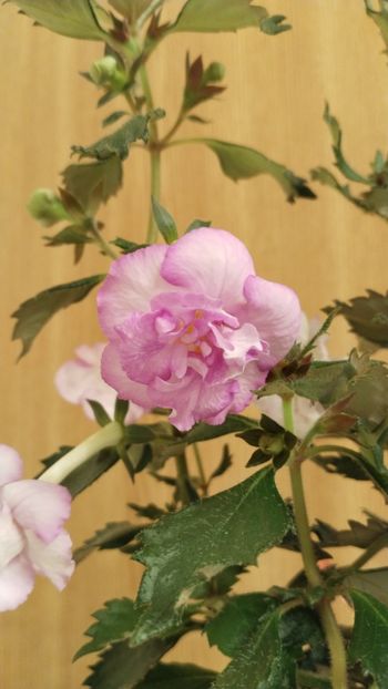  - 2025-Oxygen-nu o mai am