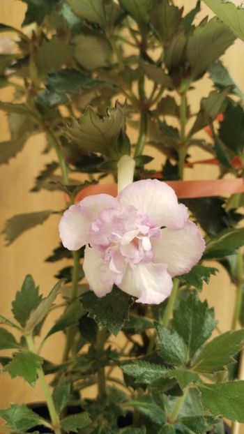  - 2025-Oxygen-nu o mai am