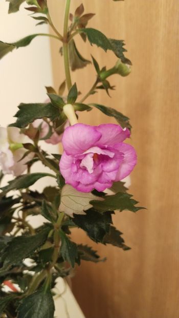  - 2025-Oxygen-nu o mai am