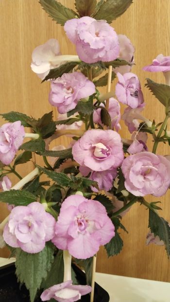  - 2025-LAVENDER ENGLISE ROSE