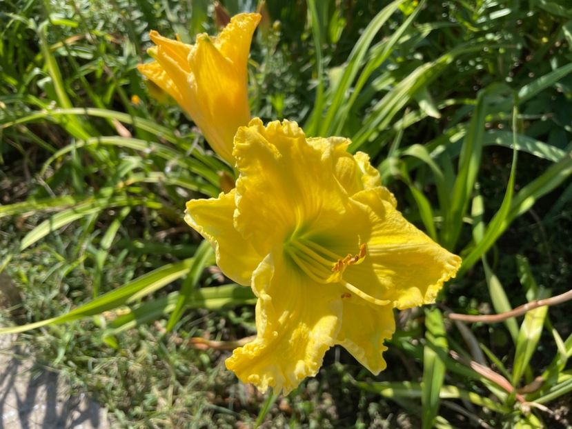  - 0009 Hemerocalisi 2023 - 2024 -2025