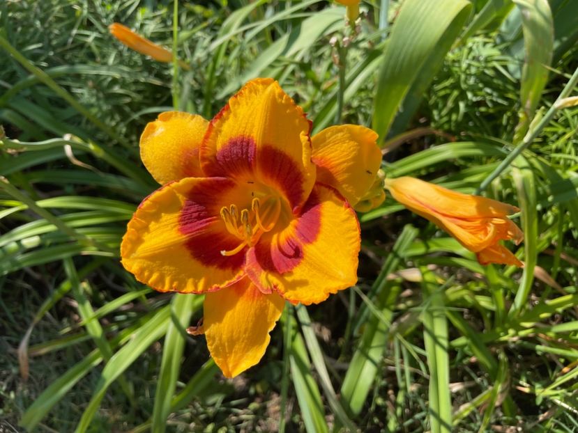  - 0009 Hemerocalisi 2023 - 2024 -2025