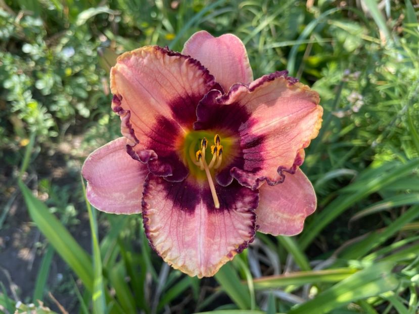  - 0009 Hemerocalisi 2023 - 2024 -2025