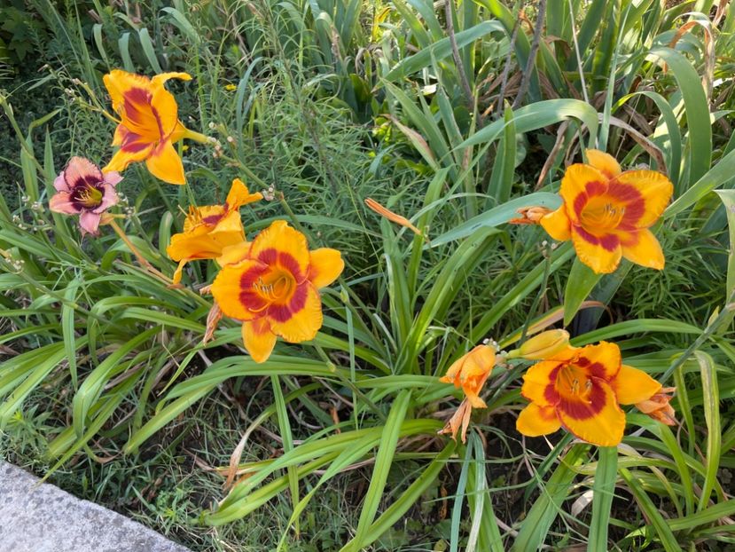  - 0009 Hemerocalisi 2023 - 2024 -2025