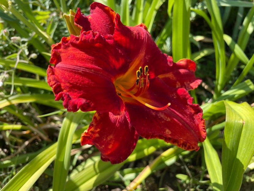  - 0009 Hemerocalisi 2023 - 2024 -2025