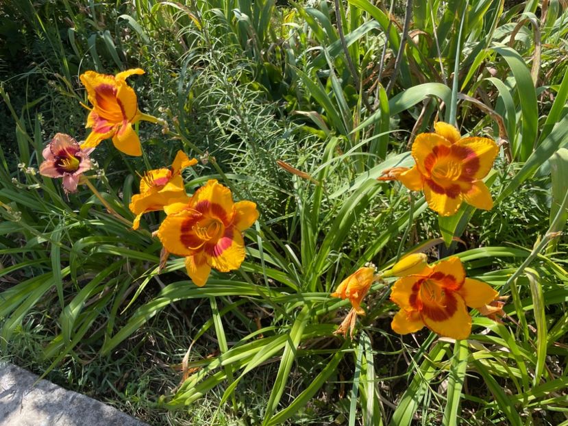  - 0009 Hemerocalisi 2023 - 2024 -2025