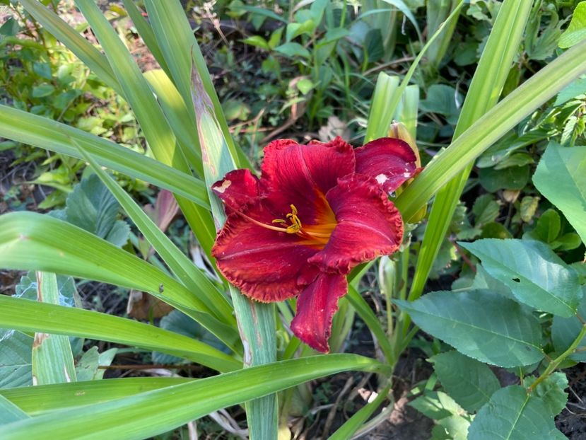  - 0009 Hemerocalisi 2023 - 2024 -2025