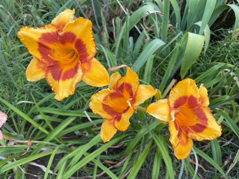  - 0009 Hemerocalisi 2023 - 2024 -2025