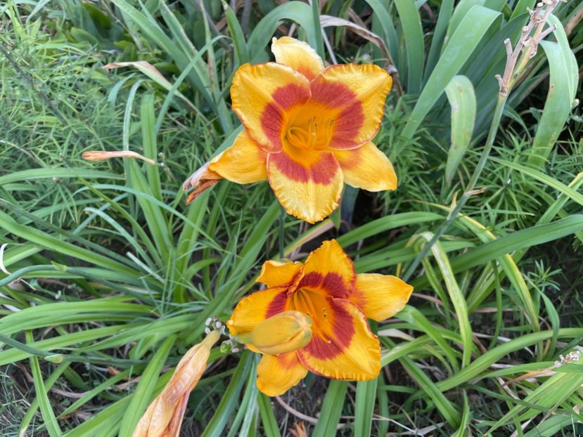  - 0009 Hemerocalisi 2023 - 2024 -2025