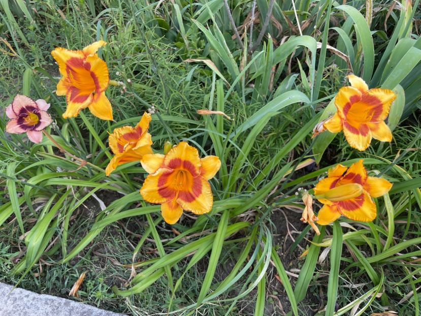  - 0009 Hemerocalisi 2023 - 2024 -2025