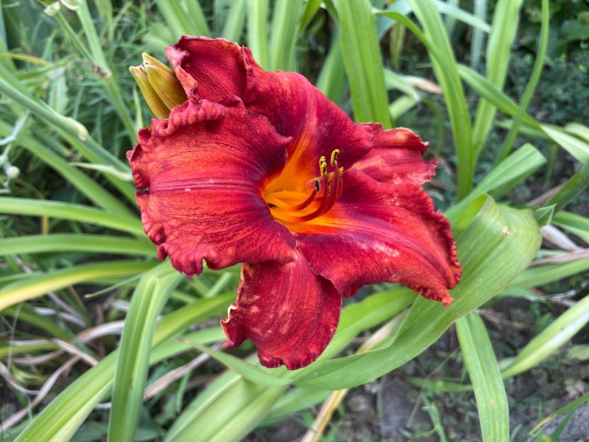  - 0009 Hemerocalisi 2023 - 2024 -2025