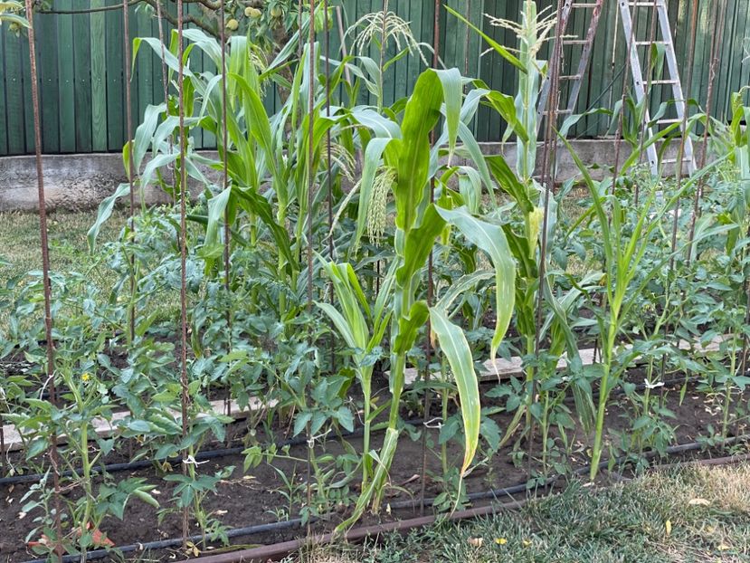  - 0005 - Gradina de legume 2023-2024-2025