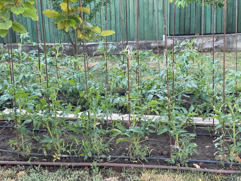  - 0005 - Gradina de legume 2023-2024-2025