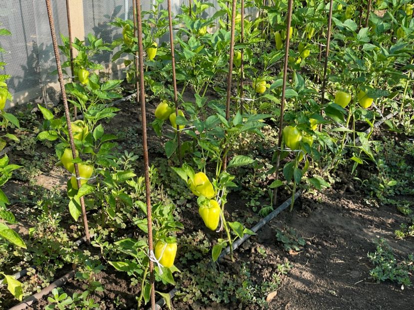  - 0005 - Gradina de legume 2023-2024-2025