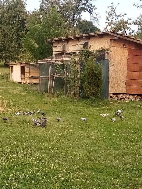 Pui-2025 - Liberi si fericiti