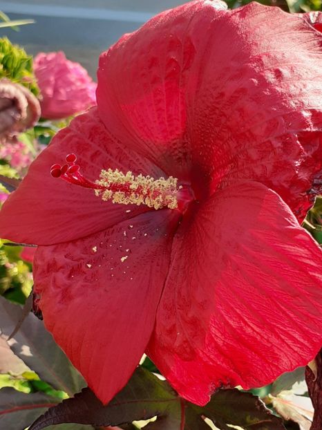  - HIBISCUS MOSCHETUOS