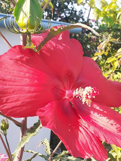  - HIBISCUS MOSCHETUOS