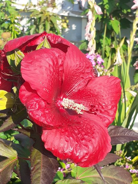  - HIBISCUS MOSCHETUOS