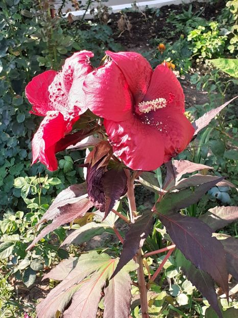  - HIBISCUS MOSCHETUOS