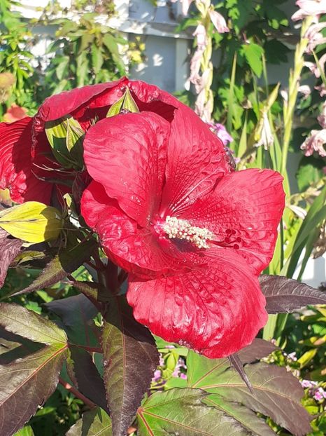  - HIBISCUS MOSCHETUOS