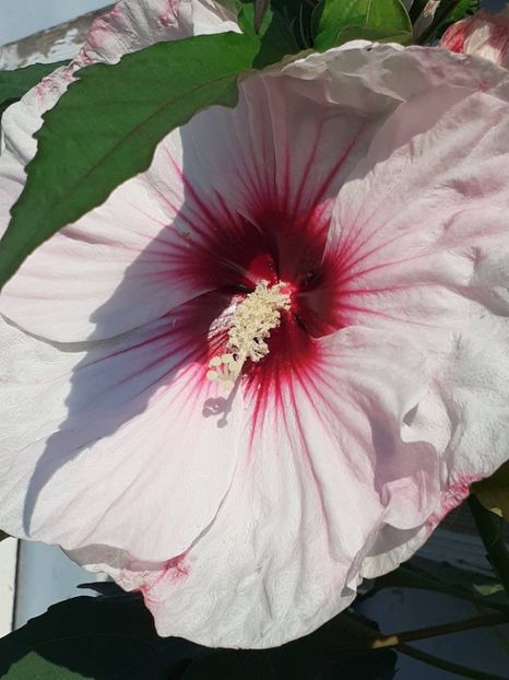 20250723_085702(0) - HIBISCUS MOSCHETUOS