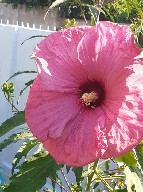  - HIBISCUS MOSCHETUOS