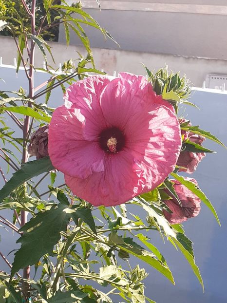  - HIBISCUS MOSCHETUOS