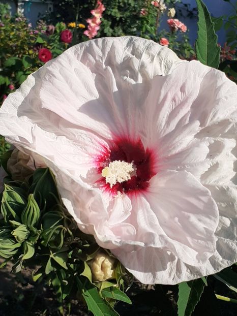 - HIBISCUS MOSCHETUOS