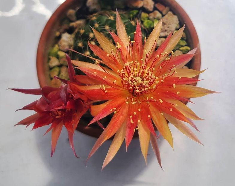 Lobivia hb MI022 - Lobivia hb MI022