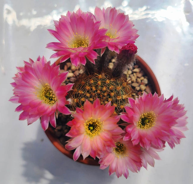 Lobivia hb VS04 - Lobivia hb VS04