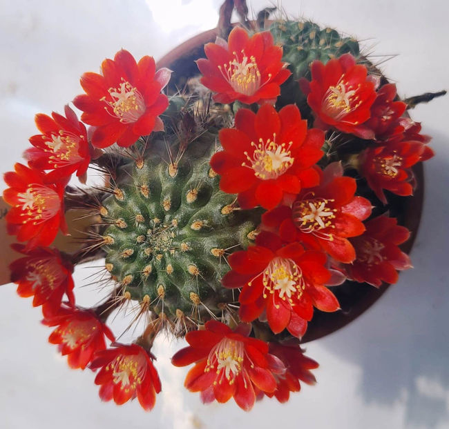Rebutia kupperiana - Rebutia kupperiana