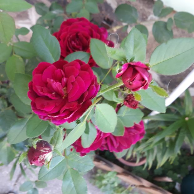  - 56 de la Dimov Se pare ca e The Prince