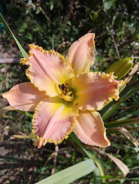  - Hemerocalisi 2025 vol2