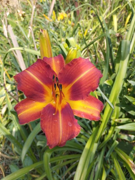  - Hemerocalisi 2025 vol2