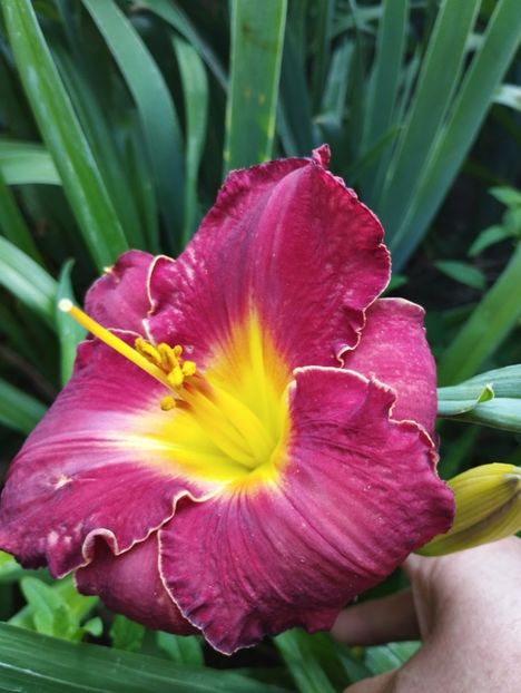  - Hemerocalisi 2025 vol2