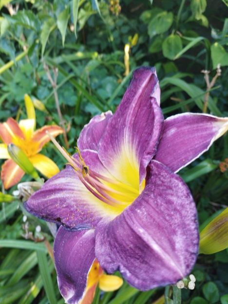  - Hemerocalisi 2025 vol2