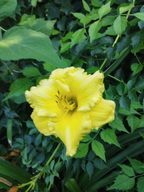  - Hemerocalisi 2025 vol2